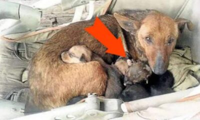 Woman Finds Street Dog With 6 Shivering Puppies, But Wait Till You See What Else She Was Protecting