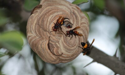 Large Asian Hornet Nests Found In Abandoned House Promoting Fresh Warnings