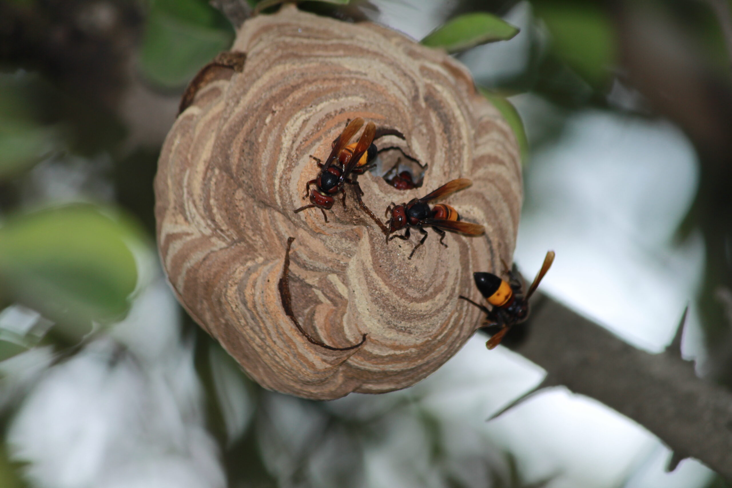 Large Asian Hornet Nests Found In Abandoned House Promoting Fresh Warnings Large Asian Hornet Nests Found In Abandoned House Promoting Fresh Warnings
