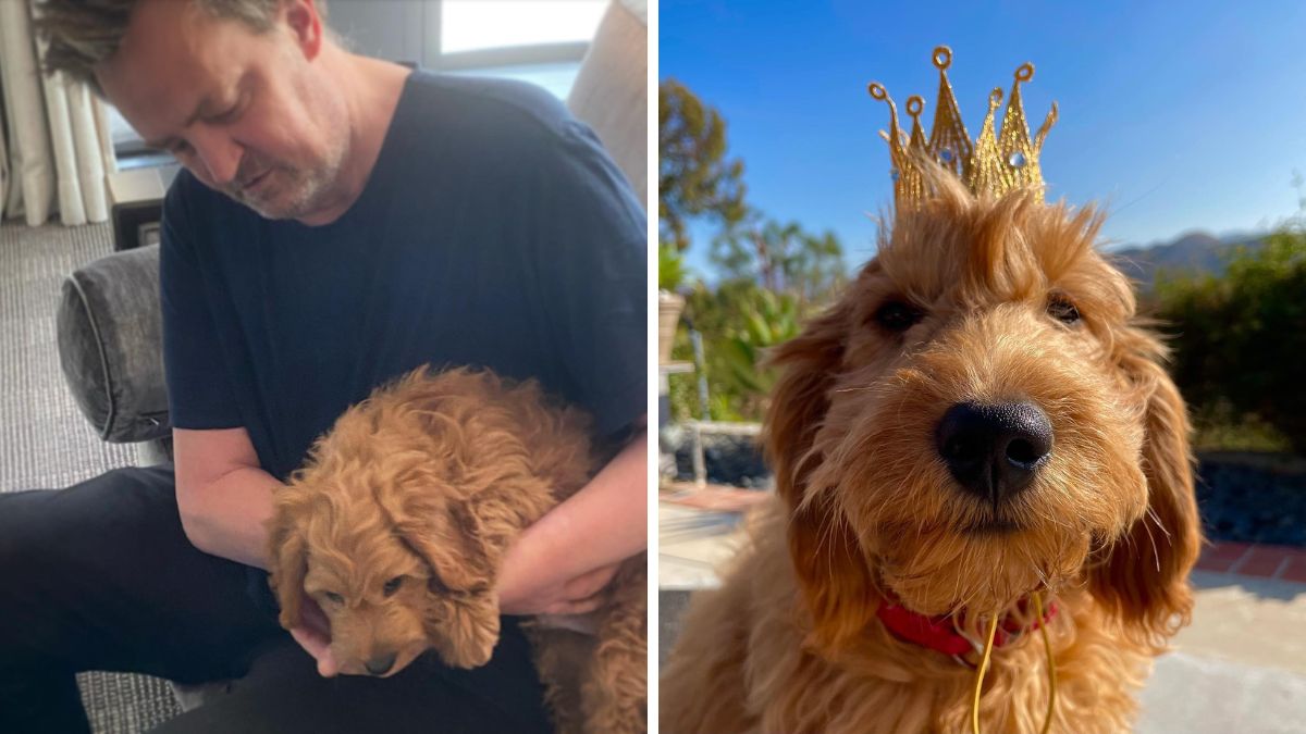 Positive Perry Friends Castmates Reportedly Interested In Adopting Perry’s Dog After ...