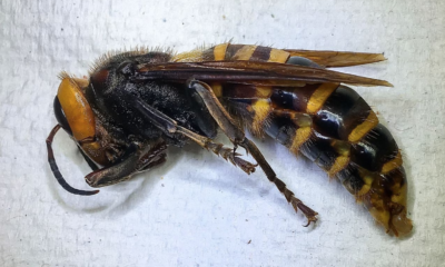An Invasive Hornet Is Spotted In The U.S. For The First Time