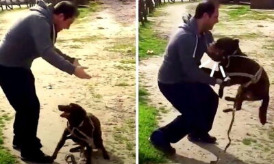 After 3 Years Lost, Dog Finally Sees Dad Again But Doesn't Recognize Him Until He Does This