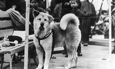 Rare Photos Of Hachiko Patiently Waiting For His Owner Have Re-Surfaced And They Will Break Your Heart