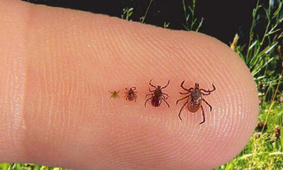 Full Guide On How To Spot, Treat And Get Rid Of Ticks In Your House