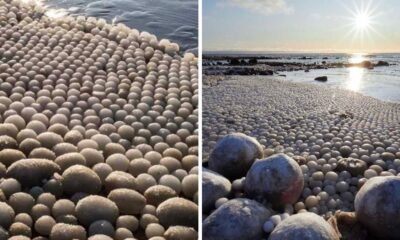 Thousands Of ‘Ice Eggs’ Found On Beach In Finland