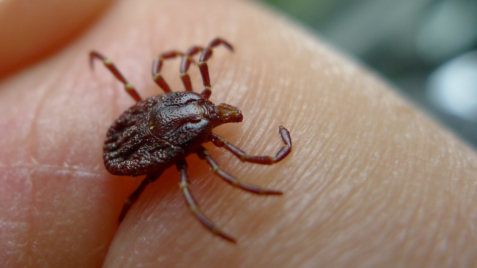 Full Guide On How To Spot, Treat And Get Rid Of Ticks In Your House