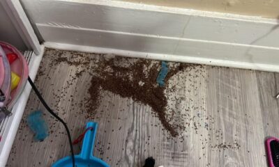 Mother Begs People Online For Help After Finding Mysterious 'Coffee Grounds' In Daughter’s Bedroom