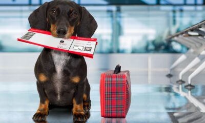 First Airline To Allow Pets In the Cabin, But There's A Catch