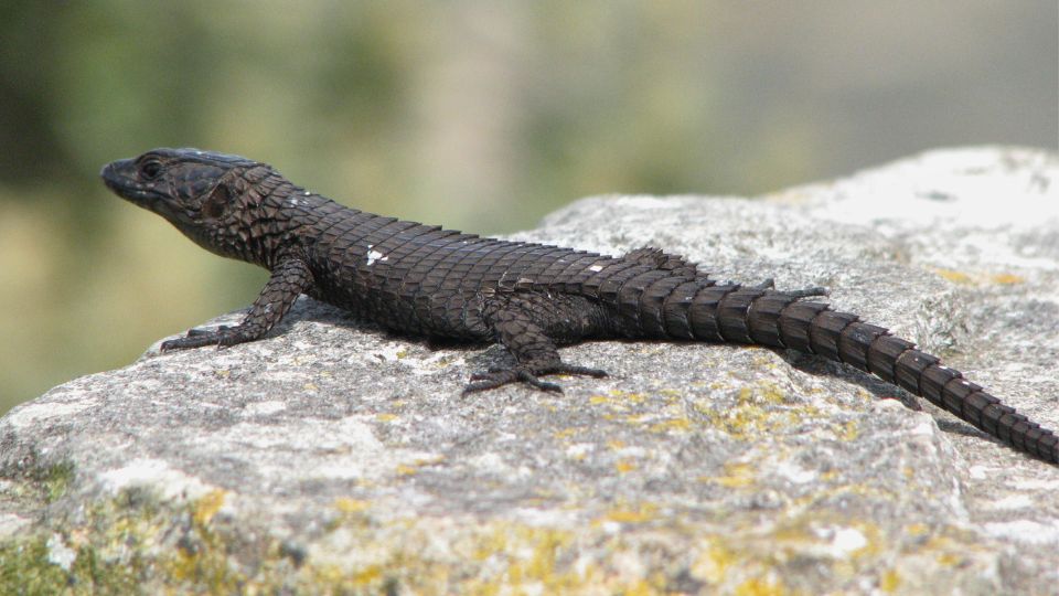 A Young Girl Thought She Found A Lizard- When Vet Sees It, He Couldn't ...