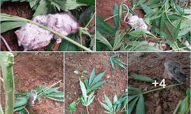 For 2 Days A Mouse Removed Leaves From A Plant Nearby And Ate Them ...