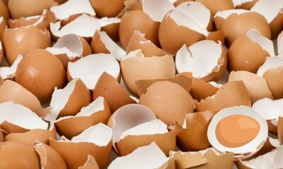 Do Not Throw Away Eggshells! Here's How You Can Use Them