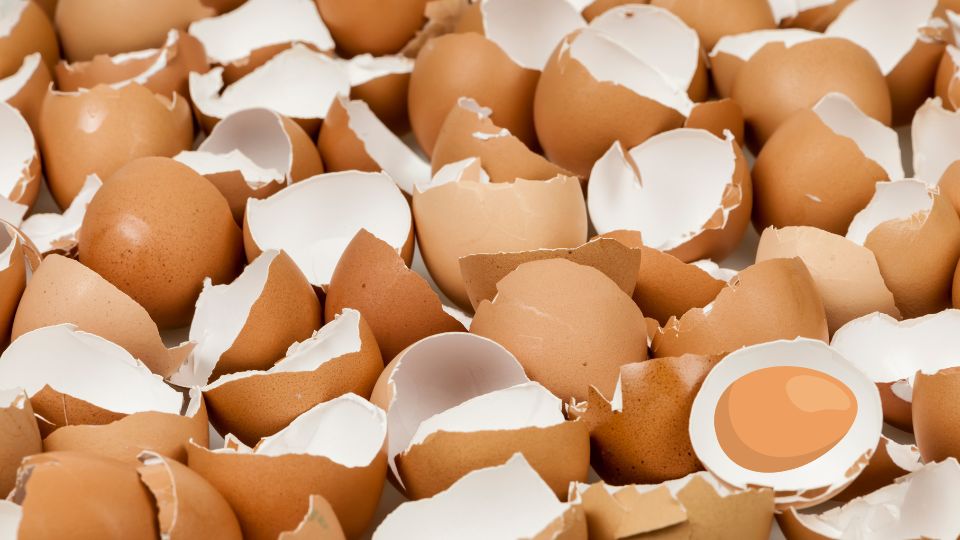 Do Not Throw Away Eggshells! Here's How You Can Use Them