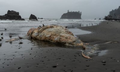 What They Found In The Stomach Of This Sperm Whale Shocked The Entire World