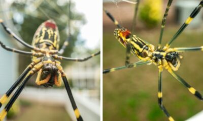 Giant Venomous Flying Spiders Will Be Invading New York Any Day Now