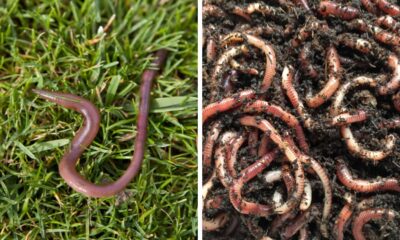 Jumping Worms In The Garden? Here's What You Must Do