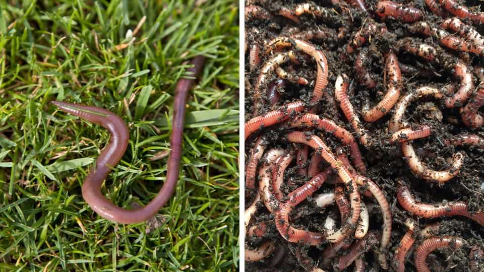 Jumping Worms In The Garden? Here's What You Must Do
