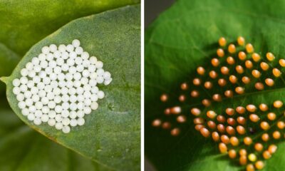 If You See These Tiny Dark Spots On The Leaves On Your Plants, Do Not Touch Them