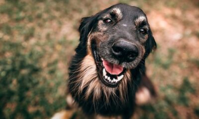 People Are Going Crazy Over This Photo Of A ‘Headless’ Dog