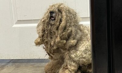 A Shelter Finds A Neglected Dog With Three Pounds Of Matted Fur And Rescues Him. Better Take A Sit Before Seeing Him Now