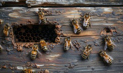 A Guy Discovered "Biggest Hornet's Nest They Ever Seen" Hidden In An Attic