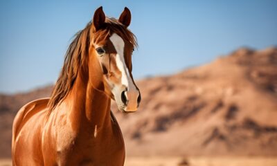 A Horse Was Drowning, Until This Woman Did The Unthinkable