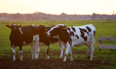 Farmer And 16 Cows Found Dead, Cause Of Death Finally Discovered