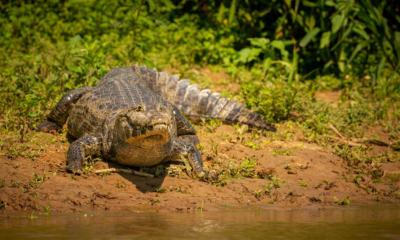 The Death Of A Major Crocodile Dundee Movie Star Over The Weekend Has Left Fans In Mourning