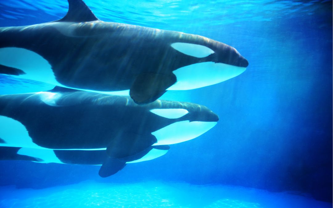 After 37 Years Of Abandoning The Trend, Orcas Are Now Again Donning ...