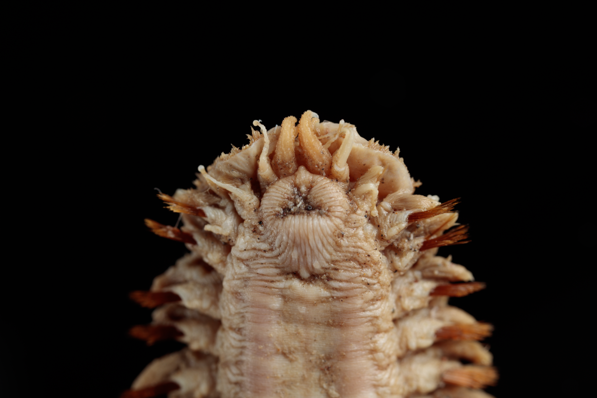 Worm Toothpick The Antarctic Worm With Teeth That Will Haunt Your Dreams