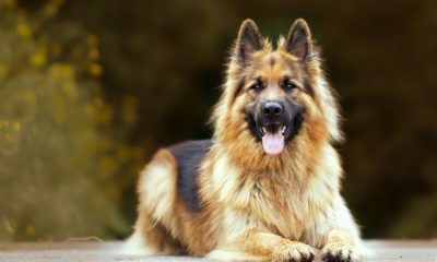 She Now Roams The Streets With Her Favorite Stuffed Animal After Her Owner Passed Away