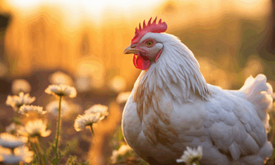 Bird Flu Warning: Key Symptoms You Can’t Ignore As Experts Urge Public To Prepare