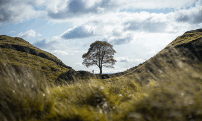 Men Found Guilty Of Felling Beloved Sycamore Gap Tree