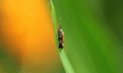 Experts Claim Eating Bugs Might Be Key To Feeding The World