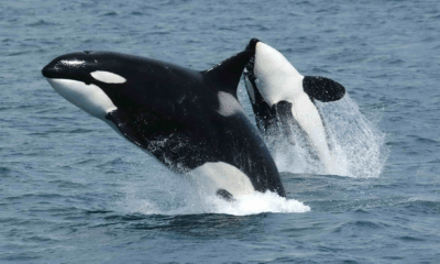 Footage Of Trapped Orcas In Closed Marine Park Sparks