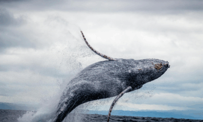 Scientists Baffled As Humpback Whales Gather