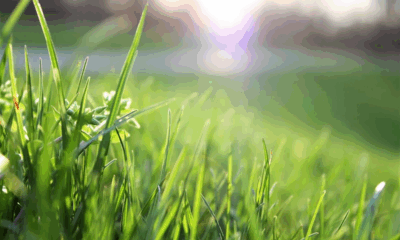 Shocking Discovery in the Grass Leaves Woman Frozen in Fear