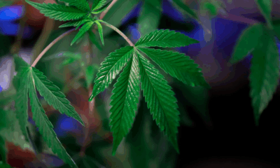Study Finds Cannabis Edibles Pose Similar Heart Risks