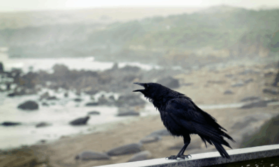Researchers Discover Crows Hold ‘Funerals’ To Mourn Their Dead