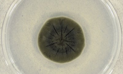 Scientists Discover Black Fungus In Chernobyl That Thrives