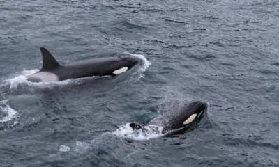 Orcas Caught Using Bull Kelp To Groom Each Other