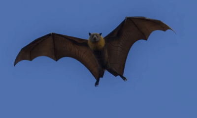 Alarming Discovery: 20 New Bat Viruses Detected In China