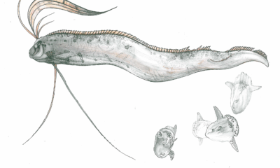 Rare ‘Doomsday’ Oarfish Washes Ashore In Tasmania