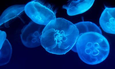 Officials Warn Tourists As Giant Toxic Jellyfish Washes