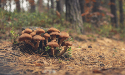 Could Psilocybin Be The Key To A Longer Life