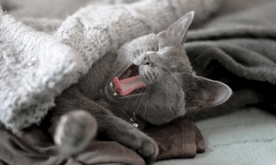 Do You Sleep With Your Cat? You Could Be At Risk