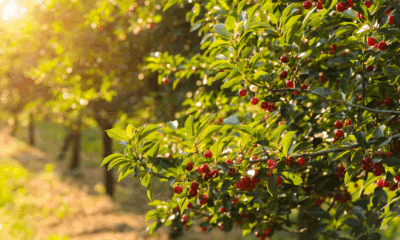 Common Backyard Plant May Help Fight Tumors, Diabetes