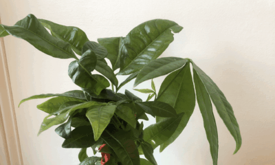 You Might Have A “Money Tree” At Home