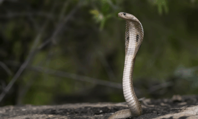 Two-Year-Old Boy Bites Cobra To Death After Snake Coils
