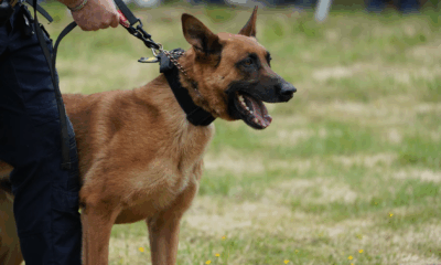 K9 Max Alerted To A Teddy Bear