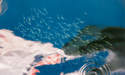 Scientists Detect Microplastics In Reproductive Fluids